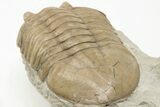 Asaphus Plautini Trilobite Fossil - Russia #200465-3